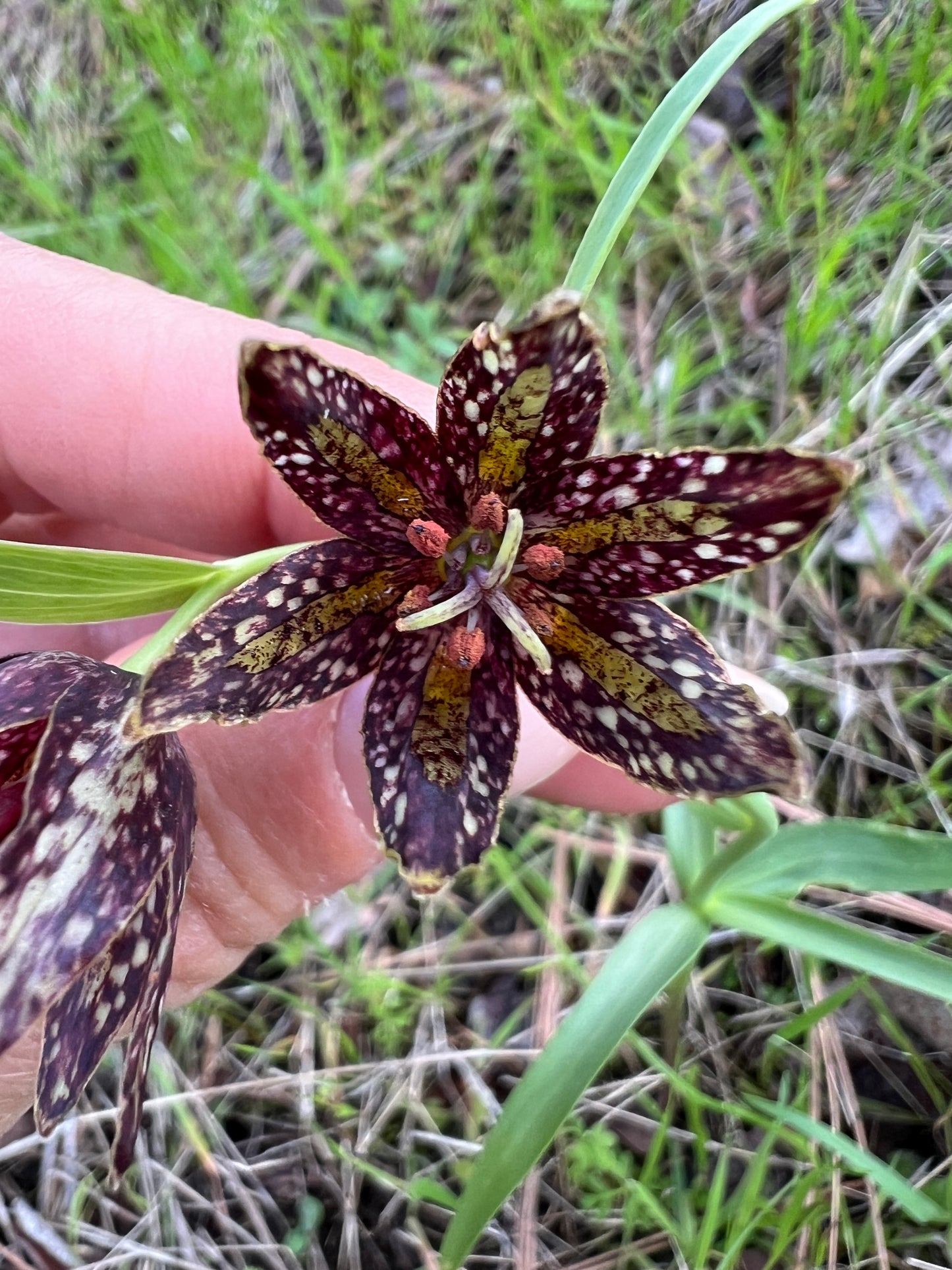 Chocolate Lily-  Sun-Infused Flower Essence –  Emotional renewal | Grounding